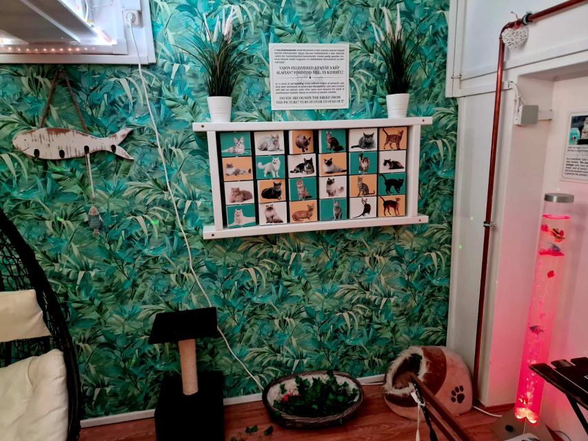 Budapest: Cat Museum Budapest Entry Ticket - Planning Your Day: Timing, Pace, and How to Get the Best Experience