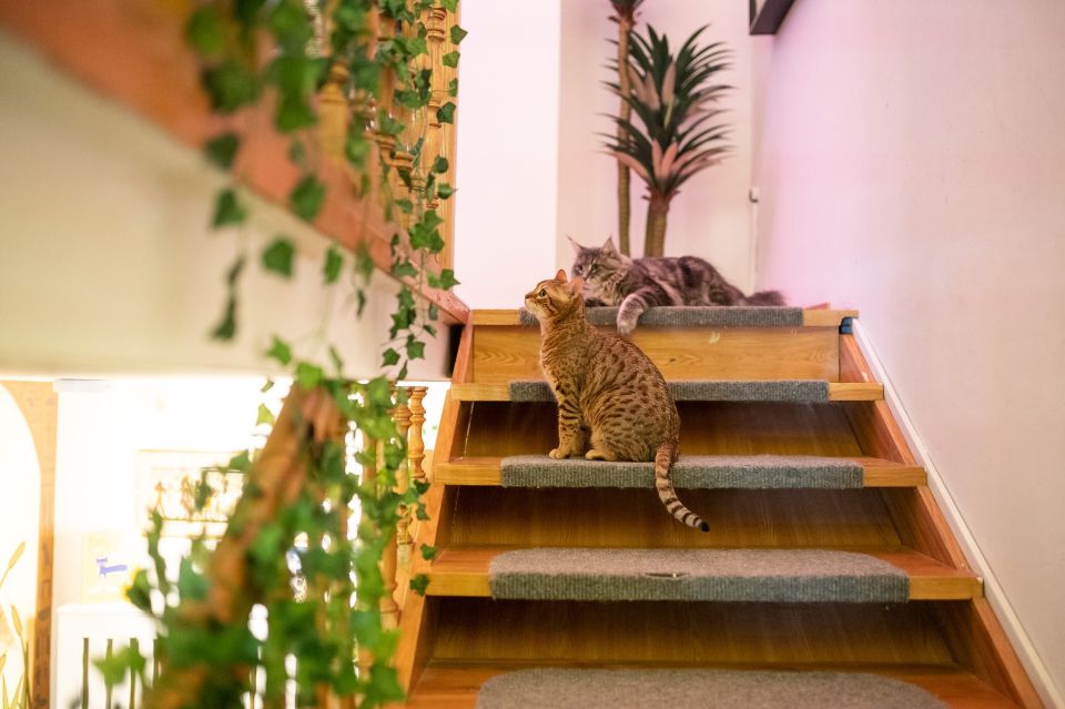Budapest: Cat Museum Budapest Entry Ticket - The Jungle Room: Cat Biology, Breeds, and What Makes a Cat a Cat