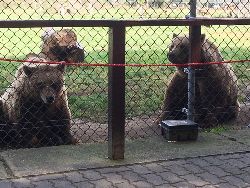Budapest: Transport & Guided Tour of Bear and Wolf Sanctuary - Should you book the Budapest bear and wolf sanctuary tour?