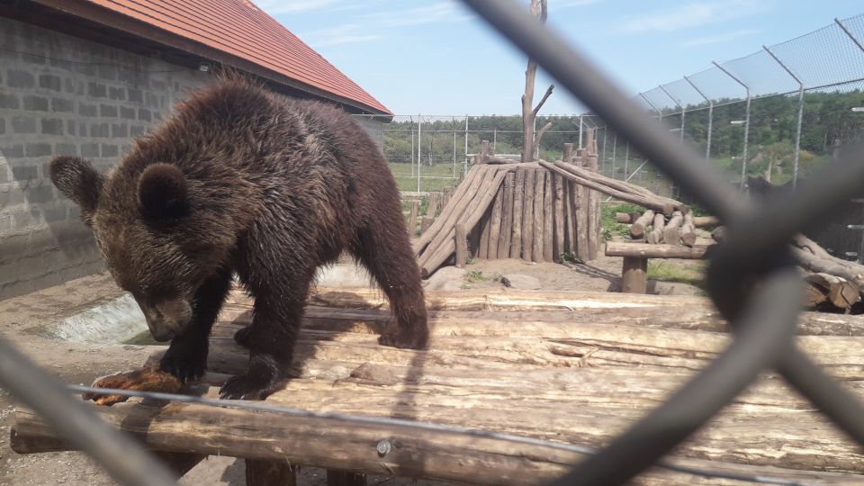 Budapest: Transport & Guided Tour of Bear and Wolf Sanctuary - Brown bears up close: fruit feeding through the fence