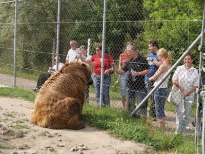 Budapest: Transport & Guided Tour of Bear and Wolf Sanctuary - The Veresegyház sanctuary visit: space, fences, and real routines