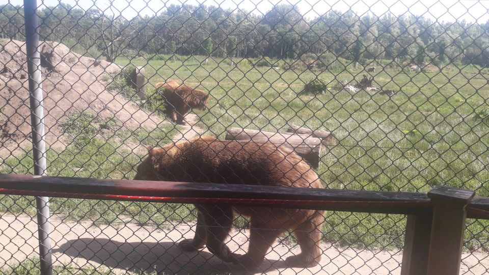 Budapest: Transport & Guided Tour of Bear and Wolf Sanctuary - Timing and comfort: why the schedule feels right