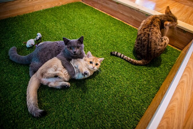 Cat Museum Budapest Entry Ticket - A cat museum that feels more like calm time than a chore