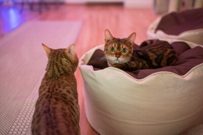 Cat Museum Budapest Entry Ticket - Upstairs Jungle Room: films, a tablet quiz, and a small dose of challenge