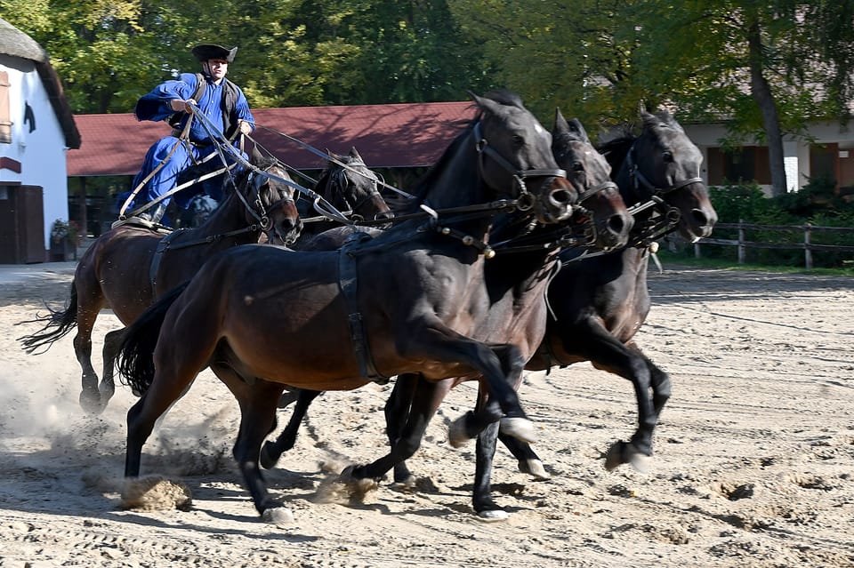Countryside ranch, horse show & lunch - The horse show: where the cowboy skills make sense