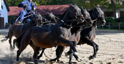 Countryside ranch, horse show & lunch - Inside a working horse ranch: stables, cowboys, and how it all runs