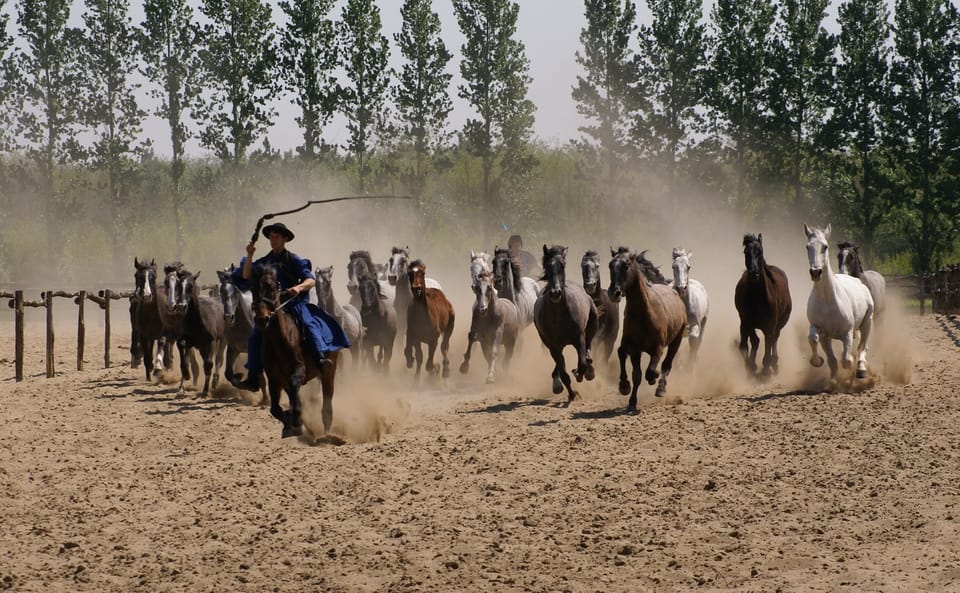 Countryside ranch, horse show & lunch - Grey cattle and Racka sheep: animals you actually look for