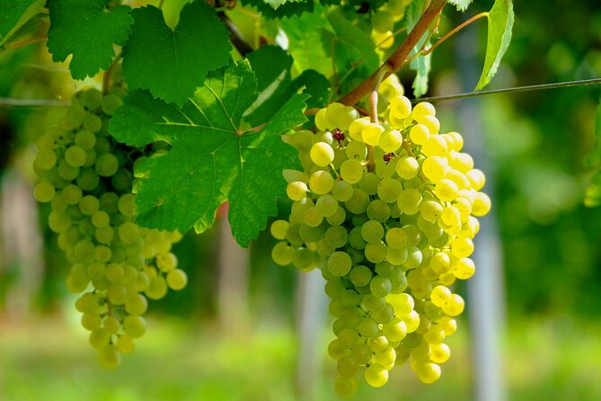 Etyek Private Half-Day Wine Tasting Tour from Budapest - Etyek Makes a Perfect Half-Day Escape From Budapest