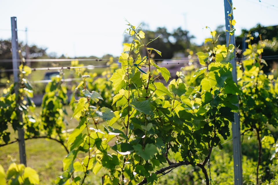 From Budapest: Etyek Wine Tasting Tour with 3-Course Meal - Stop 2: second family winery, 4 more wines, and lunch building the pace