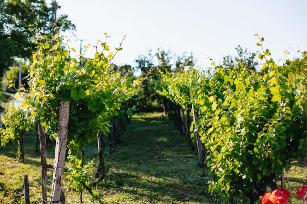 From Budapest: Etyek Wine Tasting Tour with 3-Course Meal - Price and value: is $102 a fair deal for Etyek?