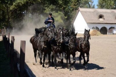 Horseshow on the Hungarian Puszta, private tour from Budapest with entry! - The horseshow: horsemanship you can watch with your brain engaged