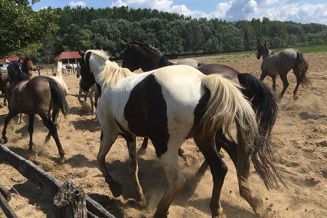 Horseshow on the Hungarian Puszta, private tour from Budapest with entry! - Should you book this private puszta horse show tour from Budapest?
