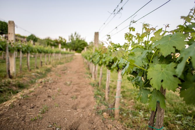 Lake Balaton Full Day Private Wine Tour - Winery time on the North Shore: how to make the tastings actually useful