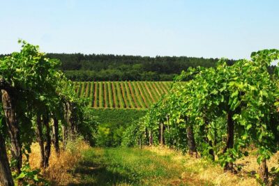Private Lake Balaton Experience with an unforgettable Wine Tasting - Tihany on Foot: Abbey Church and Tagore Promenade Views