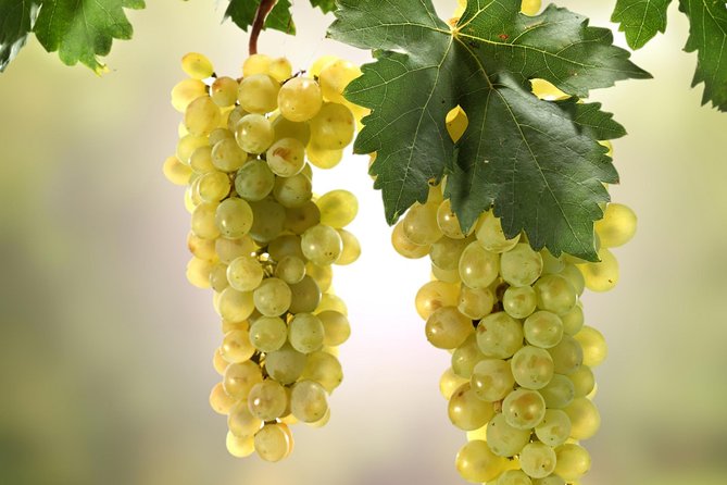 Private Lake Balaton Experience with an unforgettable Wine Tasting - Price and Value: Is $372.34 Worth It?