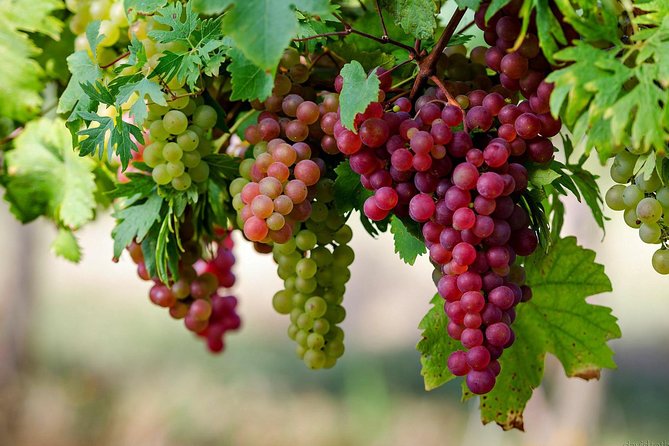 Private Lake Balaton Experience with an unforgettable Wine Tasting - Who This Private Balaton Day Suits Best