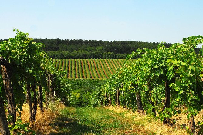 Private Lake Balaton Experience with an unforgettable Wine Tasting - Tihany on Foot: Abbey Church and Tagore Promenade Views