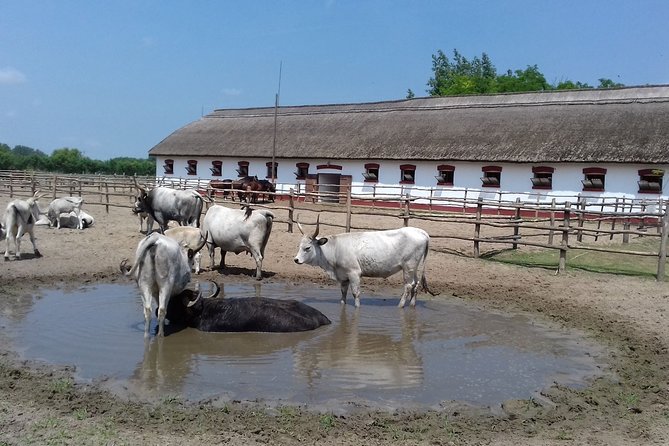 The "Puszta" Horse Show - Who This Tour Suits (and Who Might Prefer a Different Plan)